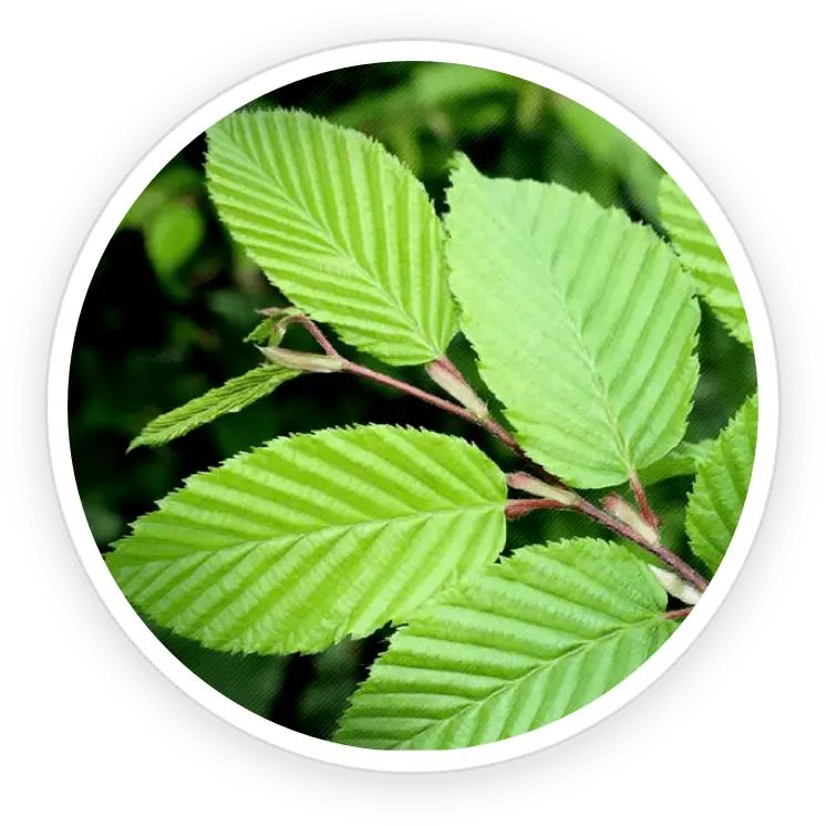 PrimeBiome ingredient Slippery Elm Bark gut lining soothe